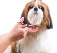 dog-grooming-trimming-service