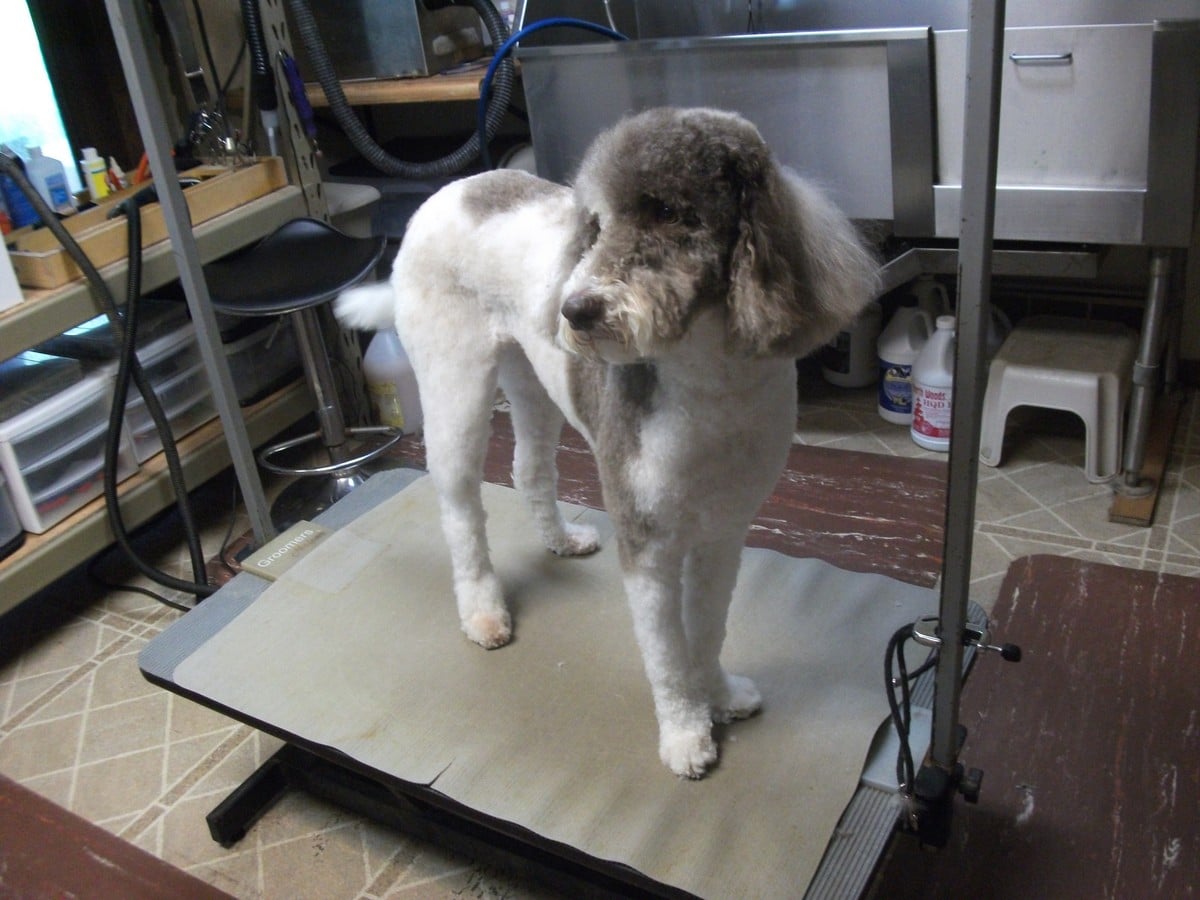 doublej-dog-grooming-021