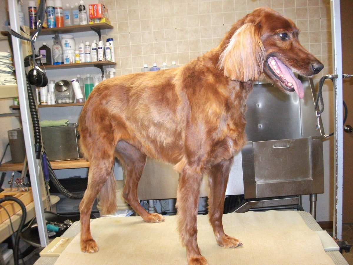 doublej-dog-grooming-062