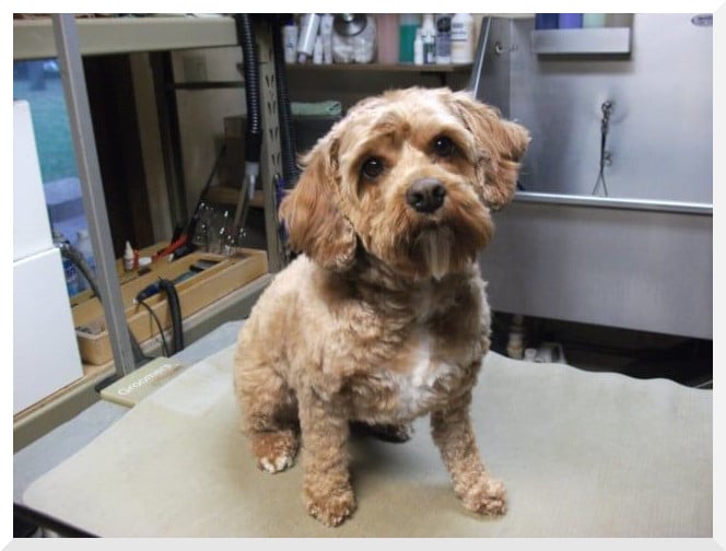 happy-dog-grooming-customer-testimonials happy-dog-grooming-customer-testimonials